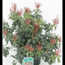 Pieris 'Bonfire' Pieris Japonica 'Bonfire' Potte 2,5 Liter, - 25-30 Cm.
