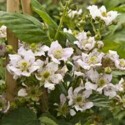 Tornfri Brombær 'Black Satin' Rubus Fruticosus 'Black Satin' Opbundet Til Ca. 40 Cm., Med Potte -Sirius Butik p6564 48813 rubus fruticosus black satin 3cca