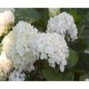 Hortensia 'Endless Summer The Bride' Hydrangea 'Endless Summer The Bride' 5 Liter Potte