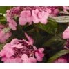 Hortensia 'Twist-N-Shout' Hydrangea 'Endless Summer Twist-n-shout' 5 Liter Potte