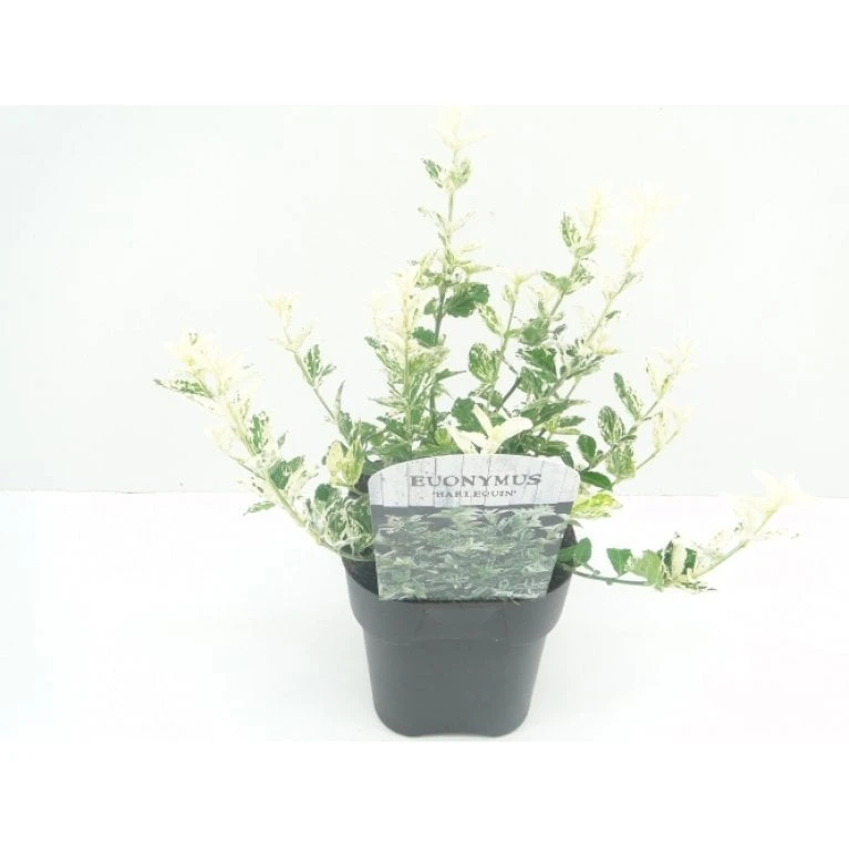 Benved 'Harlequin' Euonymus Fortunei 'Harlequin' Potte 2,0 Liter,- 20-25 Cm. 1 Benved 'Harlequin' Euonymus Fortunei 'Harlequin' Potte 2,0 Liter,- 20-25 Cm.