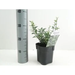 Benved 'Harlequin' Euonymus Fortunei 'Harlequin' Potte 2,0 Liter,- 20-25 Cm. 9 Benved 'Harlequin' Euonymus Fortunei 'Harlequin' Potte 2,0 Liter,- 20-25 Cm. -Sirius Butik p6634 38442 image 44bf