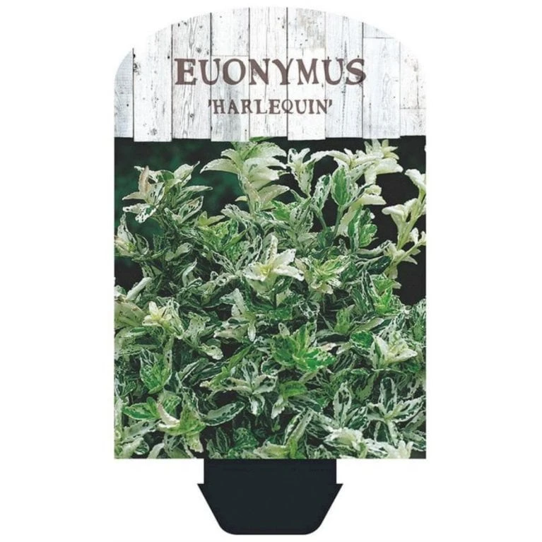 Benved 'Harlequin' Euonymus Fortunei 'Harlequin' Potte 2,0 Liter,- 20-25 Cm. 4 Benved 'Harlequin' Euonymus Fortunei 'Harlequin' Potte 2,0 Liter,- 20-25 Cm. - Billede 4