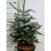 Blågran 'Fat Albert' Picea Pungens 'Fat Albert' Potte 12 Liter,- 60-80 Cm.
