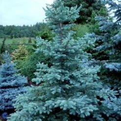 Blågran 'Fat Albert' Picea Pungens 'Fat Albert' Potte 12 Liter,- 60-80 Cm. -Sirius Butik p6640 4396 picea pungens fat albert 4ffc