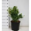 Penselfyr 'Negishi' Pinus Parviflora 'Negishi' Potte 12 Liter,- 40-60 Cm.