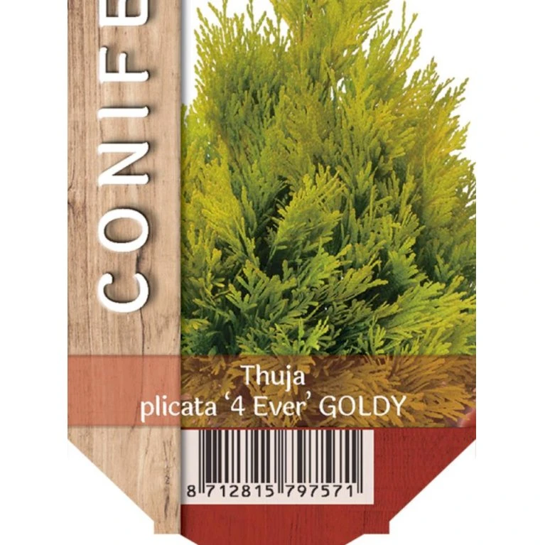 Kæmpethuja '4ever Goldy' Thuja Plicata '4ever Goldy' Potte 2,0 Liter,- 20-25 Cm. 1 Kæmpethuja '4ever Goldy' Thuja Plicata '4ever Goldy' Potte 2,0 Liter,- 20-25 Cm.