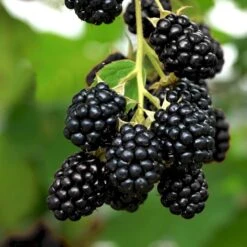 Tornfri Brombær 'Navaho'® Rubus Fruticosus 'Navaho'® Potte 3,0 Liter,- Opbundet 6 Tornfri Brombær 'Navaho'® Rubus Fruticosus 'Navaho'® Potte 3,0 Liter,- Opbundet -Sirius Butik p6704 50650 rubus fruticosus navaho ec65