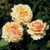 'Carl Nielsen'™ Rosa X 'Carl Nielsen'™ (Storblomstrende) A-Kvalitet,- Barrods Roser Min. 3 Grene