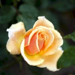 'Carl Nielsen'™ Rosa X 'Carl Nielsen'™ (Storblomstrende) A-Kvalitet,- Barrods Roser Min. 3 Grene -Sirius Butik p6707 51227 rosa x carl nielsen storblomstrende 52b0