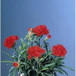 Havenellike -Rød- Dianthus Caryophyllus -rød- 10 Cm. Potte 6 Havenellike -Rød- Dianthus Caryophyllus -rød- 10 Cm. Potte -Sirius Butik p710 38938 dianthus caryophyllus roed 2087