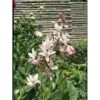 Gasplante Dictamnus Albus Var. Caucasicus 1 Liter Potte