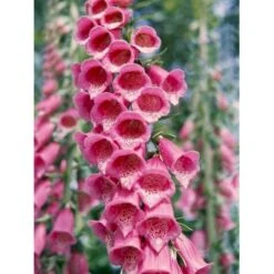 Fingerbøl Digitalis Purpurea 1 Liter Potte