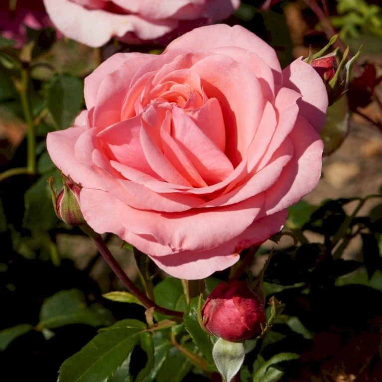 'Elaine Paige'™ Rosa X 'Elaine Paige'™ (Storblomstrende) A-Kvalitet,- Barrods Roser Min. 3 Grene 1 'Elaine Paige'™ Rosa X 'Elaine Paige'™ (Storblomstrende) A-Kvalitet,- Barrods Roser Min. 3 Grene