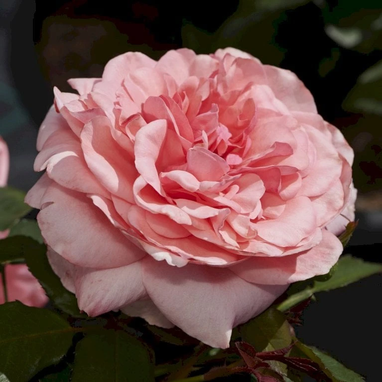 'Elaine Paige'™ Rosa X 'Elaine Paige'™ (Storblomstrende) A-Kvalitet,- Barrods Roser Min. 3 Grene 5 'Elaine Paige'™ Rosa X 'Elaine Paige'™ (Storblomstrende) A-Kvalitet,- Barrods Roser Min. 3 Grene - Billede 5