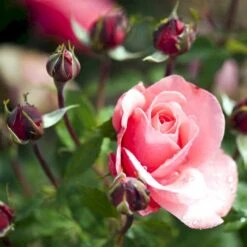 'Elaine Paige'™ Rosa X 'Elaine Paige'™ (Storblomstrende) A-Kvalitet,- Barrods Roser Min. 3 Grene 15 'Elaine Paige'™ Rosa X 'Elaine Paige'™ (Storblomstrende) A-Kvalitet,- Barrods Roser Min. 3 Grene -Sirius Butik p7386 51259 rosa x elaine paige storblomstrende 702c