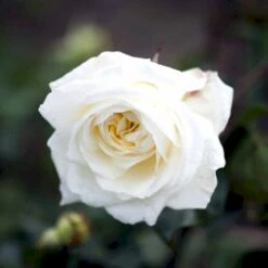 'Claus Dalby'™ Rosa X 'Claus Dalby'™ (Storblomstrende) A-Kvalitet,- Barrods Roser Min. 3 Grene -Sirius Butik p7485 51233 rosa x claus dalby storblomstrende a885