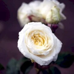 'Claus Dalby'™ Rosa X 'Claus Dalby'™ (Storblomstrende) A-Kvalitet,- Barrods Roser Min. 3 Grene -Sirius Butik p7485 51234 rosa x claus dalby storblomstrende 3b15