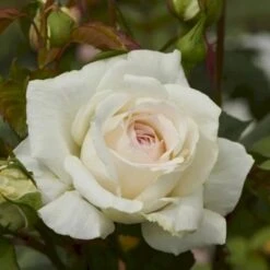 'Claus Dalby'™ Rosa X 'Claus Dalby'™ (Storblomstrende) A-Kvalitet,- Barrods Roser Min. 3 Grene -Sirius Butik p7485 51236 rosa x claus dalby storblomstrende 2a34