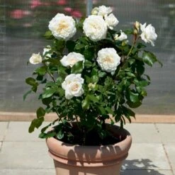 'Claus Dalby'™ Rosa X 'Claus Dalby'™ (Storblomstrende) A-Kvalitet,- Barrods Roser Min. 3 Grene -Sirius Butik p7485 51238 rosa x claus dalby storblomstrende df50