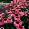 Purpursolhat Echinacea Purpurea 'Magnus' 1 Liter Potte