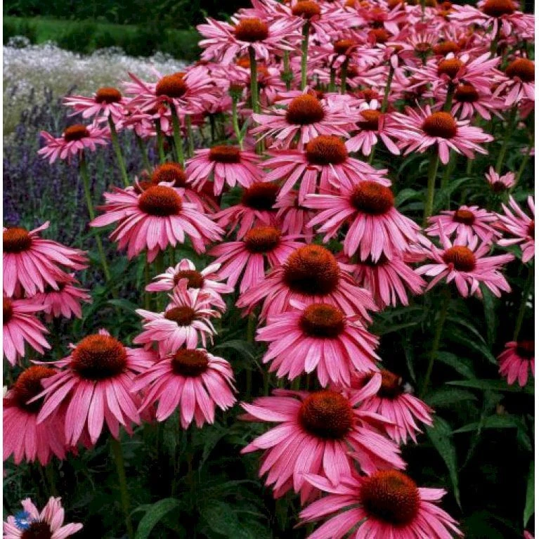 Purpursolhat Echinacea Purpurea 'Magnus' 1 Liter Potte 1 Purpursolhat Echinacea Purpurea 'Magnus' 1 Liter Potte