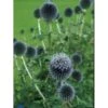 Tidselkugle Echinops Ritro 1 Liter Potte