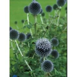 Tidselkugle Echinops Ritro 1 Liter Potte