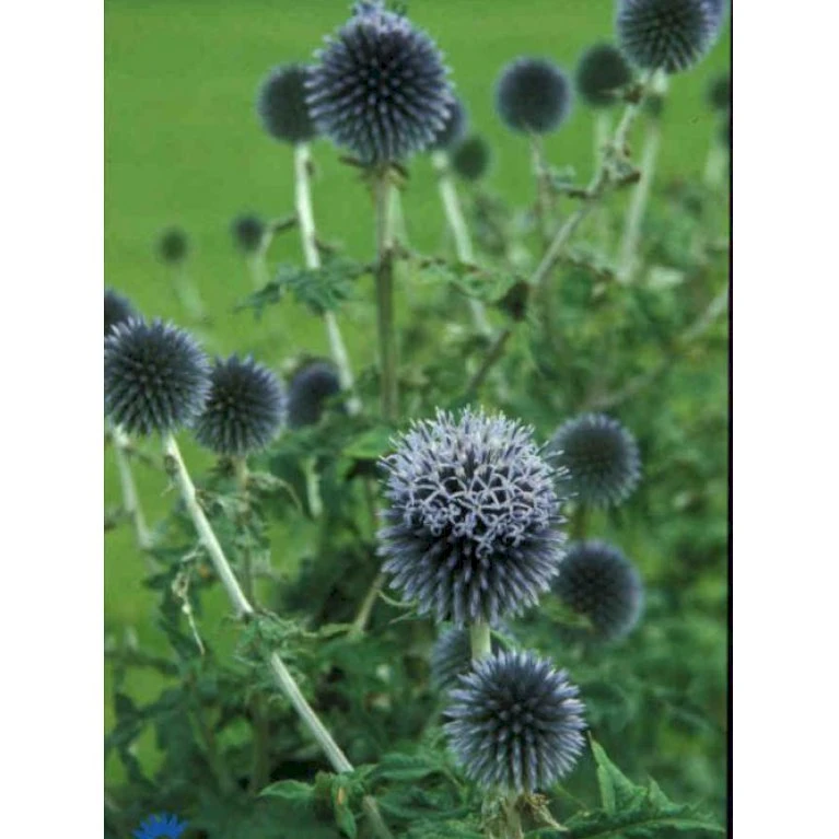 Tidselkugle Echinops Ritro 1 Liter Potte 1 Tidselkugle Echinops Ritro 1 Liter Potte