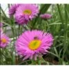 Bakkestjerne 'Rosa Juwel' Erigeron Hybrid 'Rosa Juwel' 1 Liter Potte