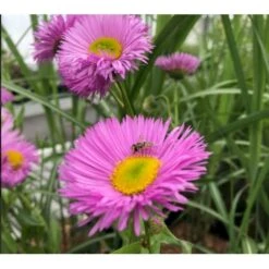 Bakkestjerne 'Rosa Juwel' Erigeron Hybrid 'Rosa Juwel' 1 Liter Potte
