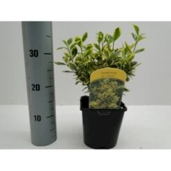 Benved' Marieke' Euonymus Japonica 'Marieke' Potte 2,0 Liter,- 20-25 Cm. -Sirius Butik p801 21300 euonymus japonica marieke d7c4