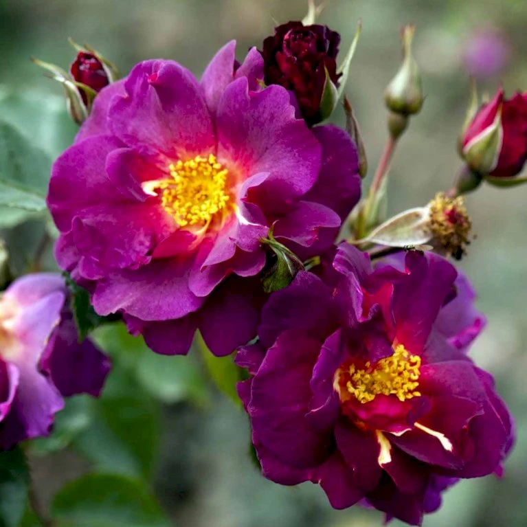 'Wild Rover' Rosa X 'Wild Rover' (Slyngrose) A-Kvalitet,- Barrods Roser Min. 3 Grene 1 'Wild Rover' Rosa X 'Wild Rover' (Slyngrose) A-Kvalitet,- Barrods Roser Min. 3 Grene