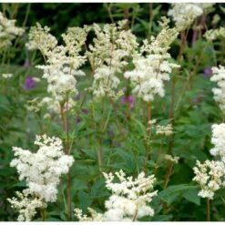 Almindelig Mjødurt Filipendula Ulmaria 10 Cm. Potte -Sirius Butik p837 39771 filipendula ulmaria d9f0