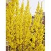 Vårguld 'Lynwood' Forsythia Intermedia 'Lynwood' 5 Liter Potte