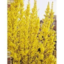Forsytia 'Weekend' Forsythia Intermedia 'Weekend' Potte 12 Liter,- 100-125 Cm. -Sirius Butik p842 694 forsythia intermedia weekend a571