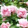 'Albertine' Rosa Wichuraiana 'Albertine' (Slyngrose) A-Kvalitet,- Barrods Roser Min. 3 Grene