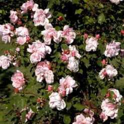 'Albertine' Rosa Wichuraiana 'Albertine' (Slyngrose) A-Kvalitet,- Barrods Roser Min. 3 Grene 10 'Albertine' Rosa Wichuraiana 'Albertine' (Slyngrose) A-Kvalitet,- Barrods Roser Min. 3 Grene -Sirius Butik p865 52295 rosa wichuraiana albertine slyngrose 2800