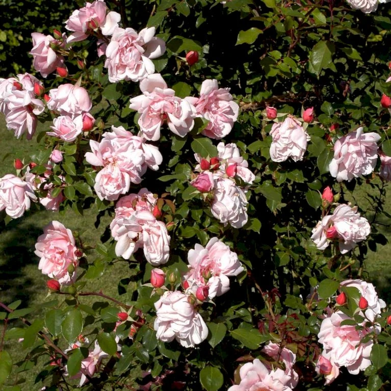 'Albertine' Rosa Wichuraiana 'Albertine' (Slyngrose) A-Kvalitet,- Barrods Roser Min. 3 Grene 4 'Albertine' Rosa Wichuraiana 'Albertine' (Slyngrose) A-Kvalitet,- Barrods Roser Min. 3 Grene - Billede 4