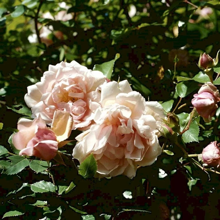 'Albertine' Rosa Wichuraiana 'Albertine' (Slyngrose) A-Kvalitet,- Barrods Roser Min. 3 Grene 5 'Albertine' Rosa Wichuraiana 'Albertine' (Slyngrose) A-Kvalitet,- Barrods Roser Min. 3 Grene - Billede 5