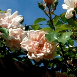 'Albertine' Rosa Wichuraiana 'Albertine' (Slyngrose) A-Kvalitet,- Barrods Roser Min. 3 Grene 12 'Albertine' Rosa Wichuraiana 'Albertine' (Slyngrose) A-Kvalitet,- Barrods Roser Min. 3 Grene -Sirius Butik p865 52297 rosa wichuraiana albertine slyngrose 9997