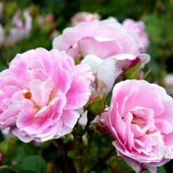 'Bourbon Queen' Rosa Bourboniana 'Bourbon Queen' (Bourbonrose) A-Kvalitet,- Barrods Roser Min. 3 Grene -Sirius Butik p869 52314 rosa borboniana bourbon queen bourbonrose 8458