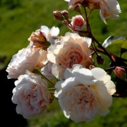 'Buff Beauty' Rosa Moschata 'Buff Beauty' (Moskusrose) A-Kvalitet,- Barrods Roser Min. 3 Grene -Sirius Butik p870 52320 rosa moschata buff beauty moschatarose b89c