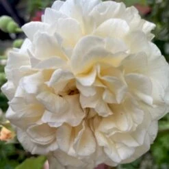 'Buff Beauty' Rosa Moschata 'Buff Beauty' (Moskusrose) A-Kvalitet,- Barrods Roser Min. 3 Grene -Sirius Butik p870 52321 rosa moschata buff beauty moschatarose bc21