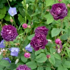 'Cardinal De Richelieu' Rosa Gallica 'Cardinal De Richelieu' (Gallicarose) A-Kvalitet,- Barrods Roser Min. 3 Grene -Sirius Butik p871 52324 rosa gallica cardinal de richelieu gallicarose 9de1