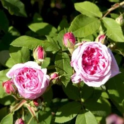 'Comte De Chambord' Rosa Portlandica 'Comte De Chambord' (Portlandrose) A-Kvalitet,- Barrods Roser Min. 3 Grene -Sirius Butik p874 52345 rosa portlandica comte de chambord portlandrose 30fa