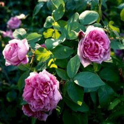 'Comte De Chambord' Rosa Portlandica 'Comte De Chambord' (Portlandrose) A-Kvalitet,- Barrods Roser Min. 3 Grene -Sirius Butik p874 52346 rosa portlandica comte de chambord portlandrose cba4