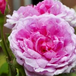 'Comte De Chambord' Rosa Portlandica 'Comte De Chambord' (Portlandrose) A-Kvalitet,- Barrods Roser Min. 3 Grene -Sirius Butik p874 52347 rosa portlandica comte de chambord portlandrose 24ec