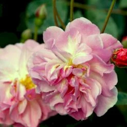 'Cornelia' Rosa Moschata 'Cornelia' (Moskusrose) A-Kvalitet,- Barrods Roser Min. 3 Grene -Sirius Butik p875 52353 rosa moschata cornelia moschatarose 33d7