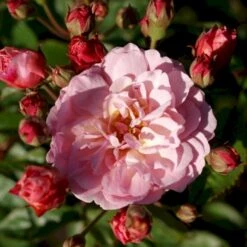 'Cornelia' Rosa Moschata 'Cornelia' (Moskusrose) A-Kvalitet,- Barrods Roser Min. 3 Grene -Sirius Butik p875 52354 rosa moschata cornelia moschatarose 247f